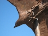 libby-eagle-1.jpg