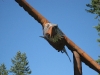 libby-eagle-3.jpg