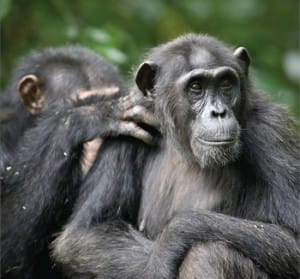 Photo Credit: newscientist.com